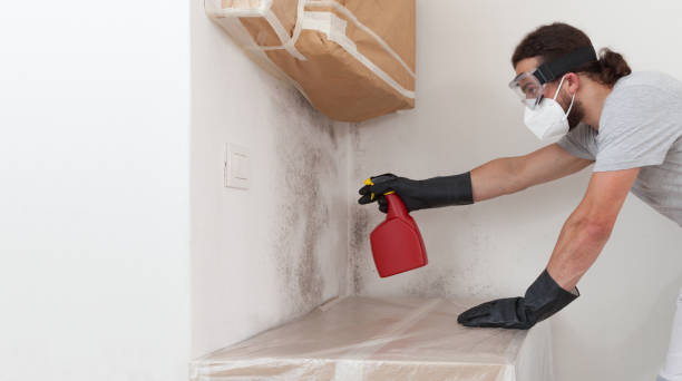 Professional Black Mold Remediation technician working in Farmington, IL