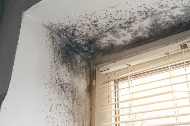 Affordable Black Mold Remediation solutions in Farmington, IL