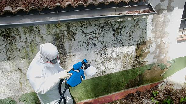 Top rated local Black Mold Remediation specialists in Farmington, IL